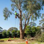 Tree Removal in Sydney: When It’s Worth It — and When It’s Not