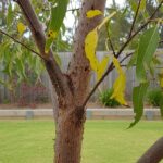 Common Tree Pests in Sydney and How to Handle Them