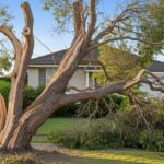 Signs You Need Tree Removal on Your Sydney Property