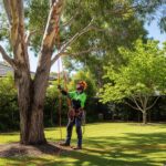 Keeping Your Sydney Yard Safe With Expert Tree Maintenance