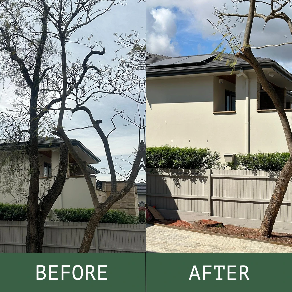 tree removal Sydney before and after