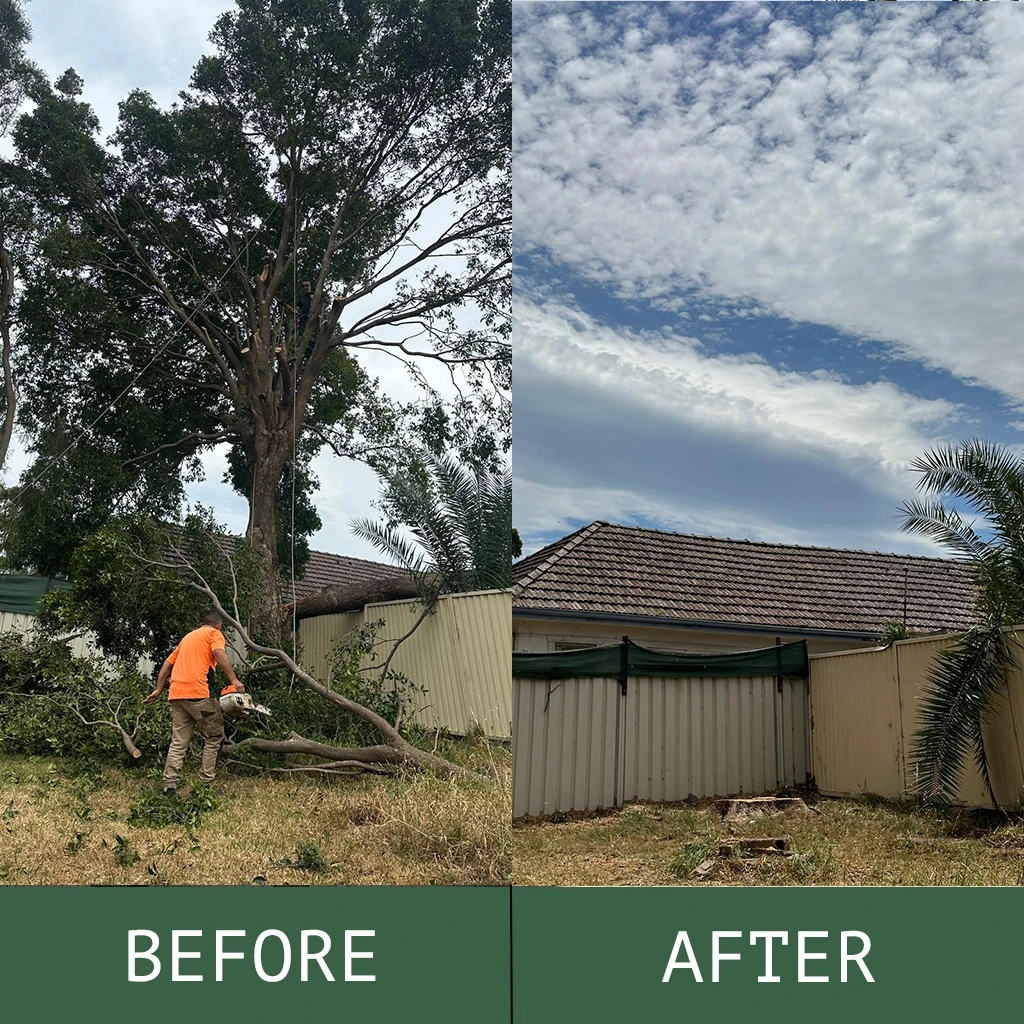 Before and after comparison of professional tree removal in a residential backyard, showing a large tree being cut down and the cleared space after completion.