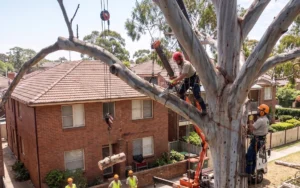 Two professional arborists in safety gear and helmets using chainsaws and cranes to safely cut down a large eucalyptus tree next to suburban Sydney brick houses.