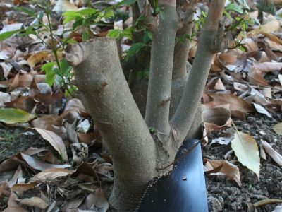 Tree stumps