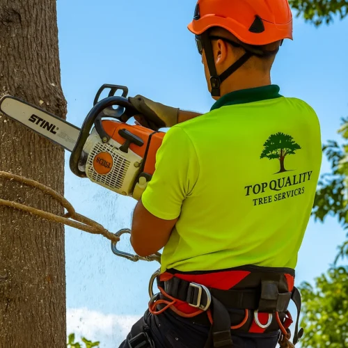 Tree Lopping Services Sydney