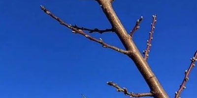 tree pruning tree pruning