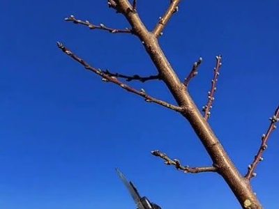 tree pruning