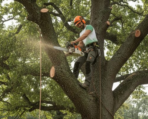 Tree pruning by Top Quality Tree Services
